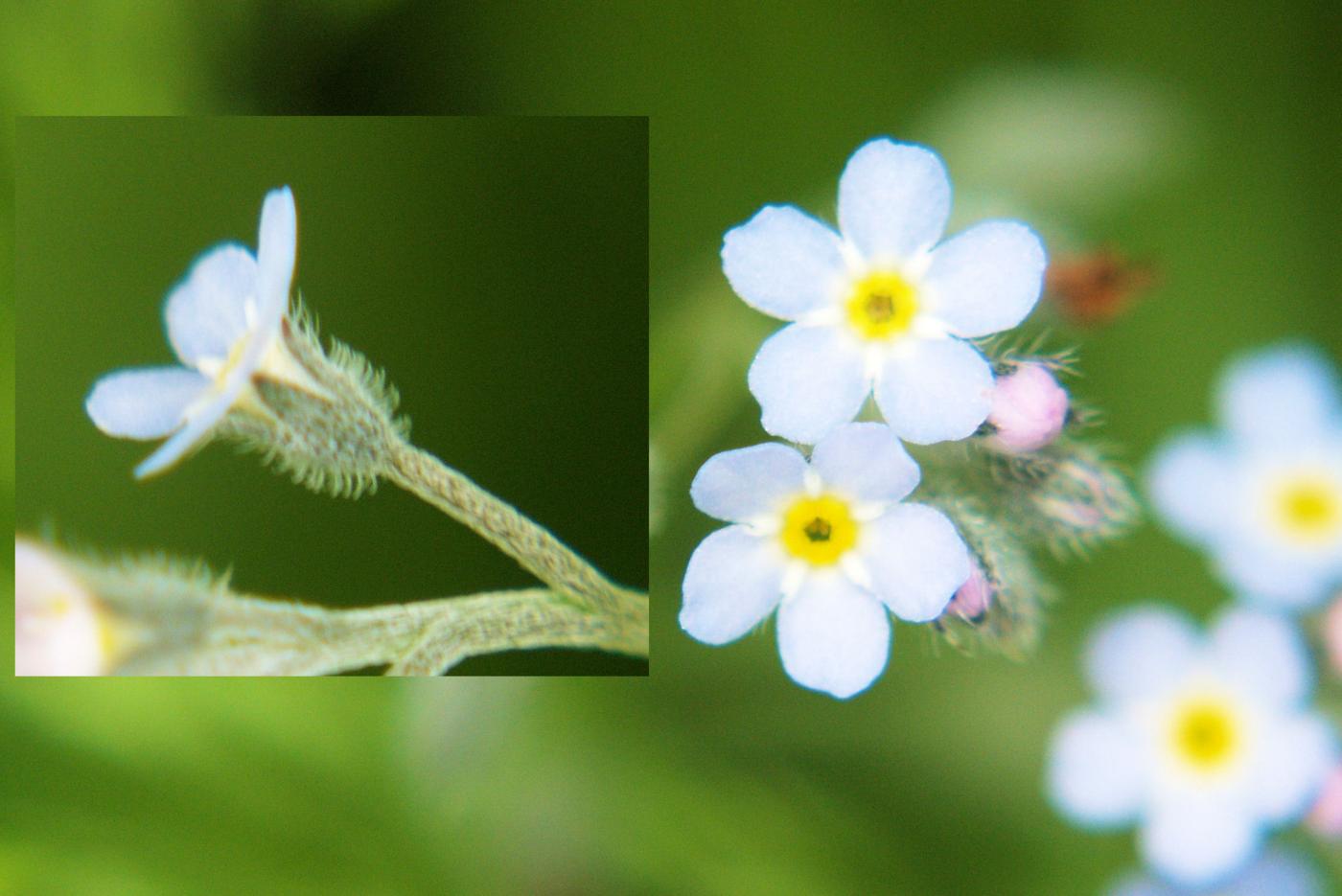 Forget-me-not, Field flower